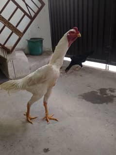 hight