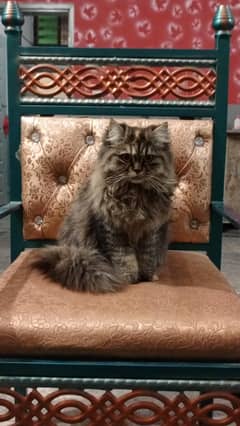 Persian Xtriple coat punch face