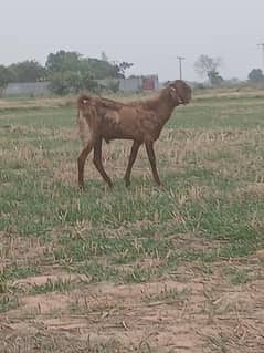 donda bakra available