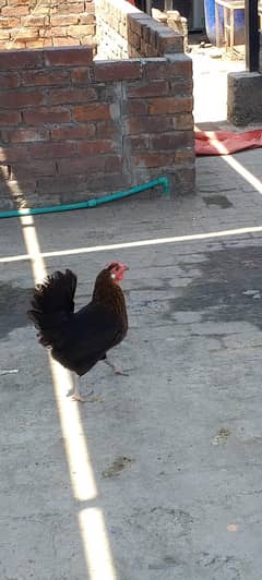 2 Year Pair of Desi hen's
