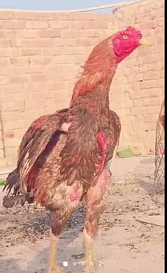 ALL FEMALEAND MALE FOR SALE 03266616758