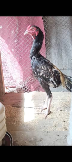 Patha for sale