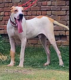 Dog | Labrador | Bully | Gultair | Puppy