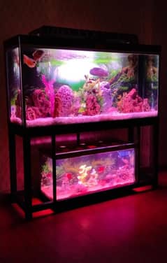 Dual Blackey Aquarium
