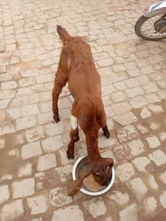 Goat for sale