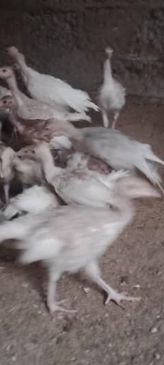 turkey  chiks and pullets avilabel for sale m.
