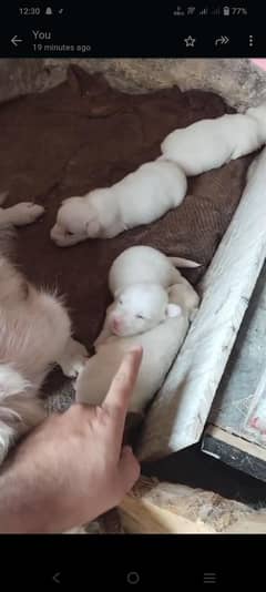 3male aik female hai