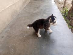 husky