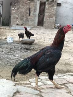 Aseel