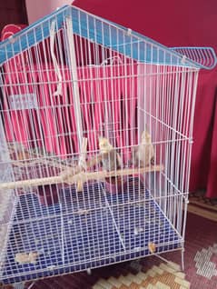 cocktail pair  with cage main mitho bi kehta haiurgent for sale