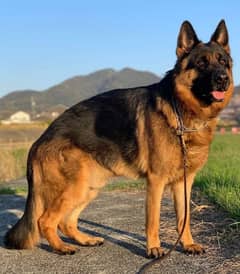 very healthy and active German
