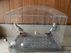 Cockateil Pair - 2 year old