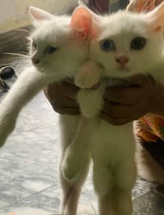 Persian kids for sale