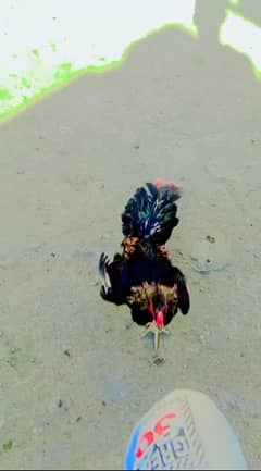 murga