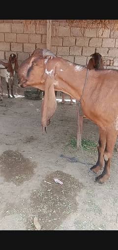 Pure Beetal Nagri Bakri