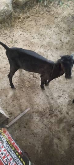 3 month male for sale