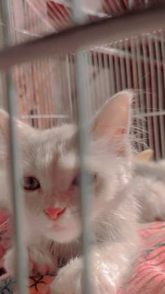 semi persian kittens
