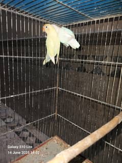 Pair with 3 chicks Albino red eyes male aur pestileno female