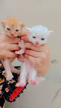 pure Persian kittens white pair and brown and white pair