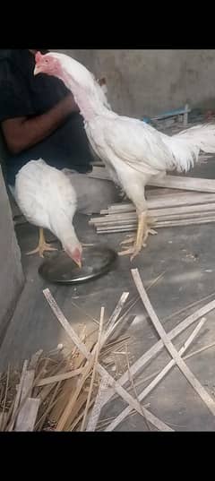 aseel murga White pepper