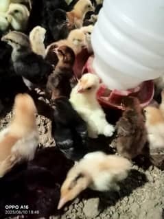 chicken is good growth