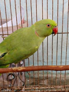 ring neck active female parrot