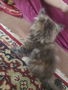 Female long coat Persian