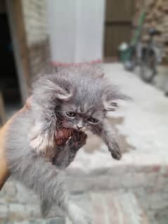 kittens for sail