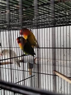 Breeder Pastel Blue and Pallid Lovebird Pairs