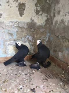 black mukhi breeder pair for sale
