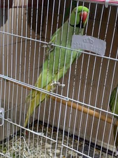 Breeder pair full active vip