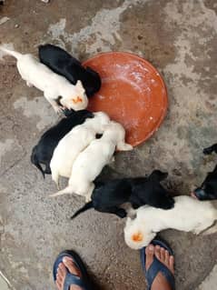 labra