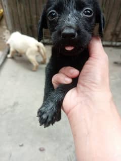 labra