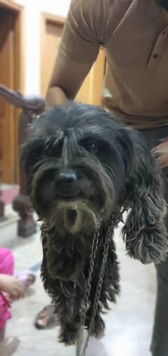Shihtzu