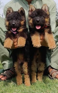 German shepherd proper long coat puppies pair available for sale