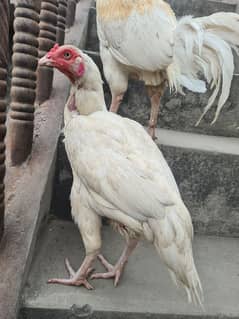 Heera aseel Pair