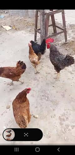 desi murgi