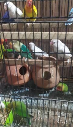 lovebirds for sale 03004153378