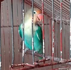 parblue + green or blue fisher final 2590