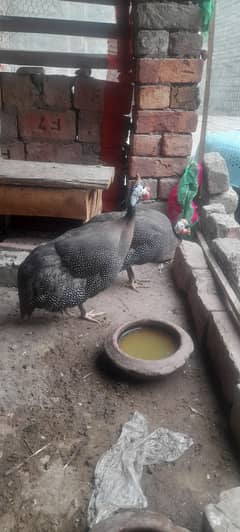 chakor BREEDER pair [ for sale ]