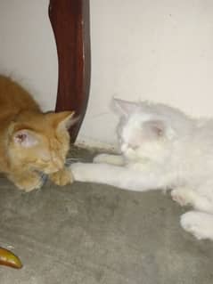 Persian kittens 2 females