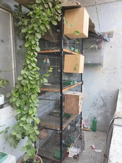 Budgies,Cockatiel,Love Birds Breeding Pairs