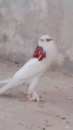 Magpai youngh male/exchange possible with sherazi pair