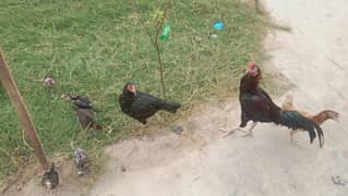 5 chicks 2 hen 1 cock