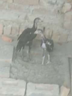 Aseel chick best quality