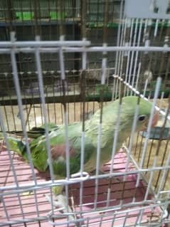 Raw Parrot