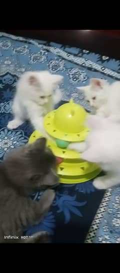 triitripple coat/double coat Persian kittens available for sale.