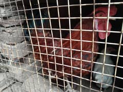 birds for sale