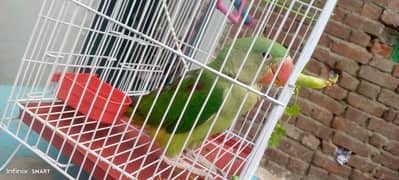 raw cheks self cage feed Sath Hy
