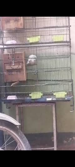 love bird breeder pair